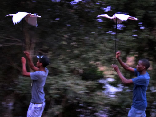 Rehearsing the Ibis in the Kruger National Park, South Africa